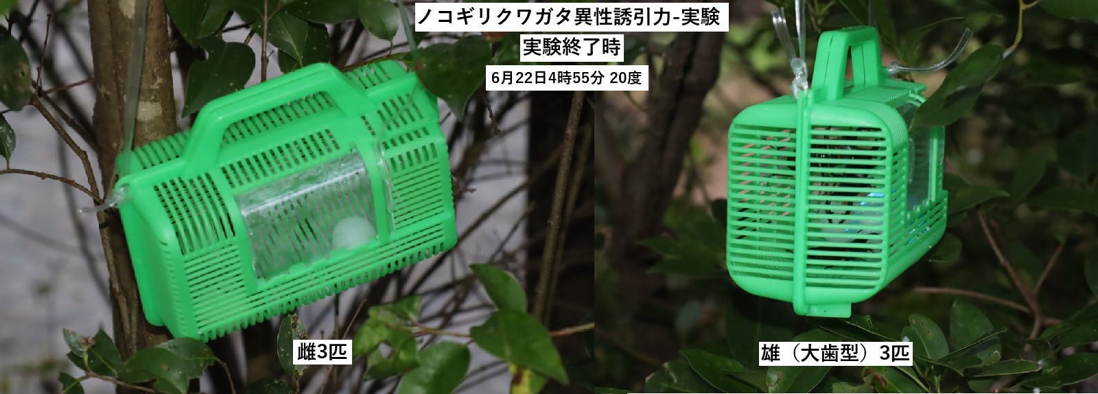 ノコギリクワガタ雄雌別誘引トラップ実験（終了時）_川縁のヤナギ_2023年6月22日4時55分気温20度