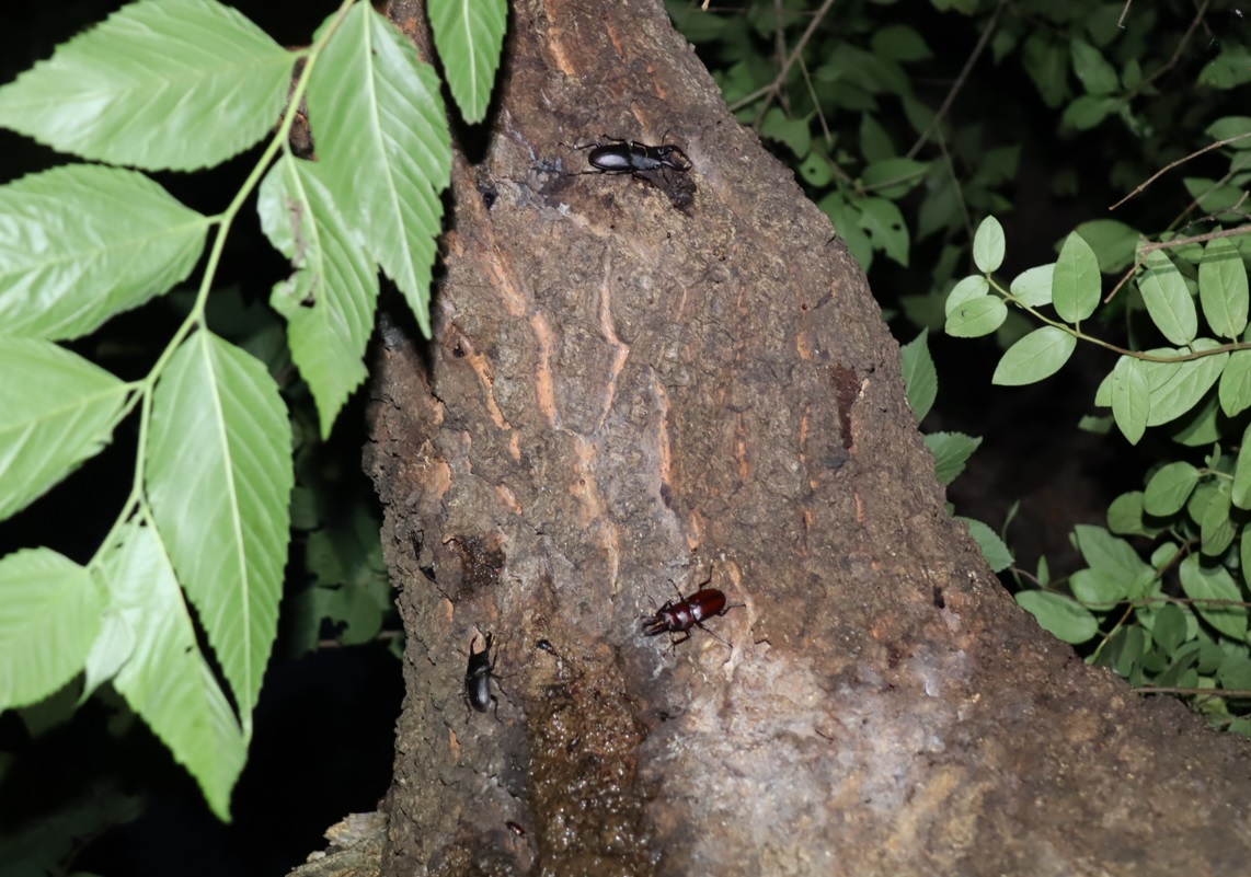 ノコギリクワガタ２♂、コクワガタ１♂_団地前のクヌギ_2023年6月30日19時35分気温26度