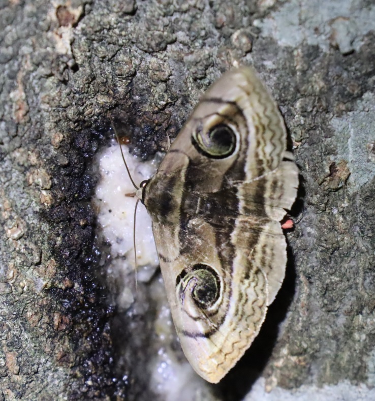 ハグルマトモエ_シラカシ（広角）_2023年6月29日19時45分気温29.3度