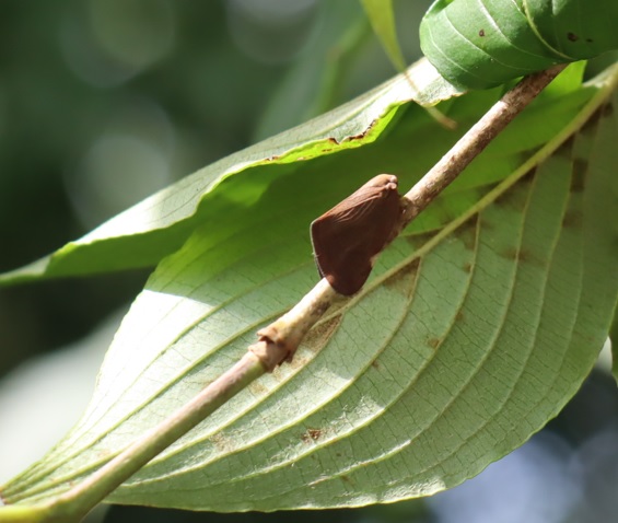 ハゴロモの一種_昆虫バカセフィールド_2023年6月24日9時45分気温24.9度