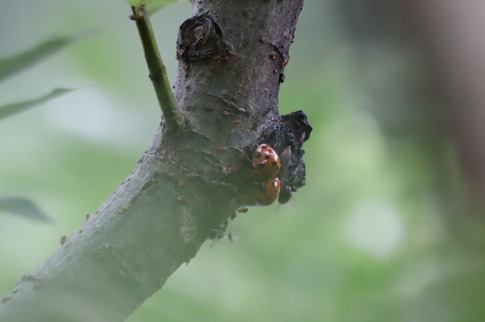 ハラグロオオテントウのペア_川縁のヤナギ_2023年6月19日5時10分気温22度
