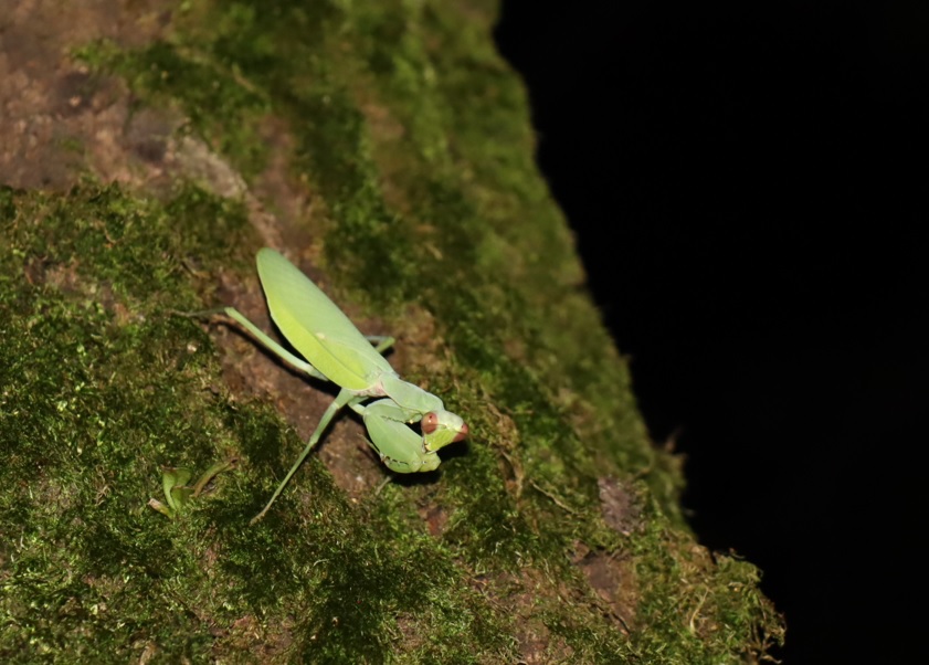 ハラビロカマキリ_苔むしたクヌギ_2023年8月10日19時45分気温29度