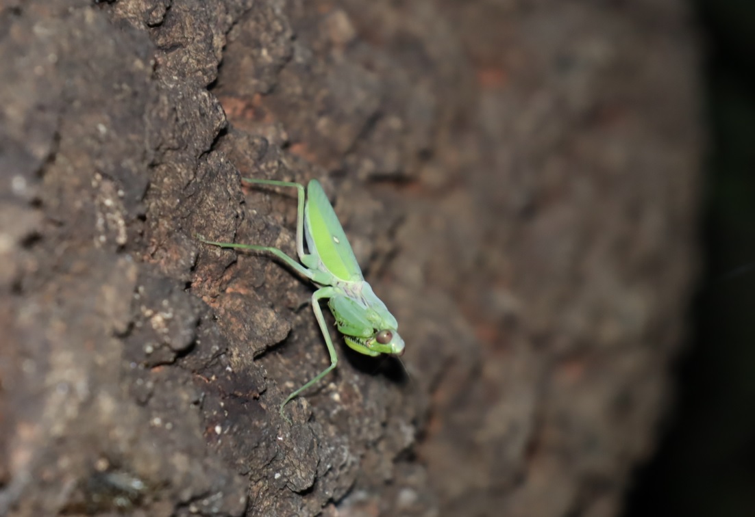 ハラビロカマキリー今年初成虫_団地前のクヌギ_2023年8月10日19時15分気温29度