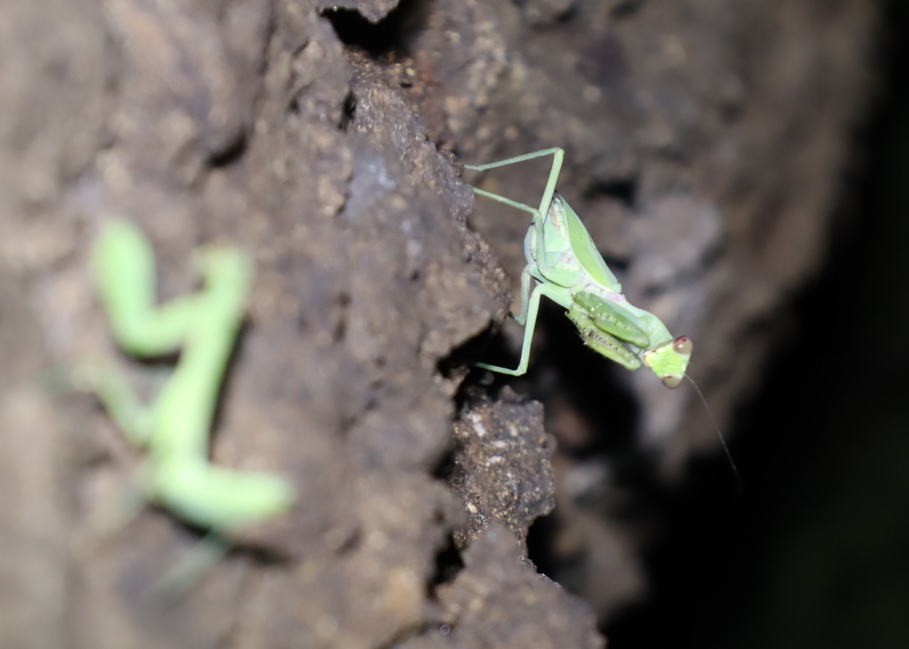 ハラビロカマキリ成虫が幼虫を狙う_団地前のクヌギ_2023年8月12日20時気温29.1度