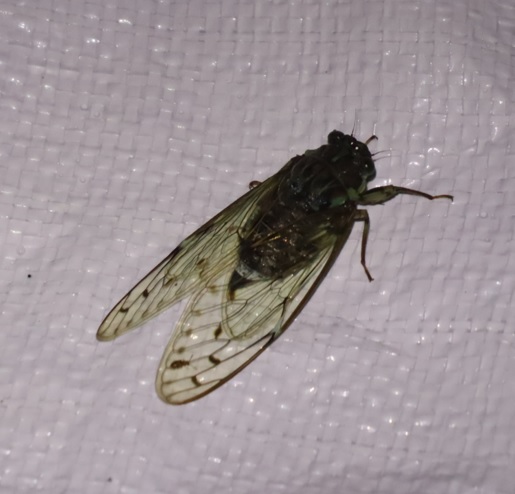 ヒグラシ_ライトウォッチング_標高855m-Ｏ峠_2023年7月20日19時45分気温20度