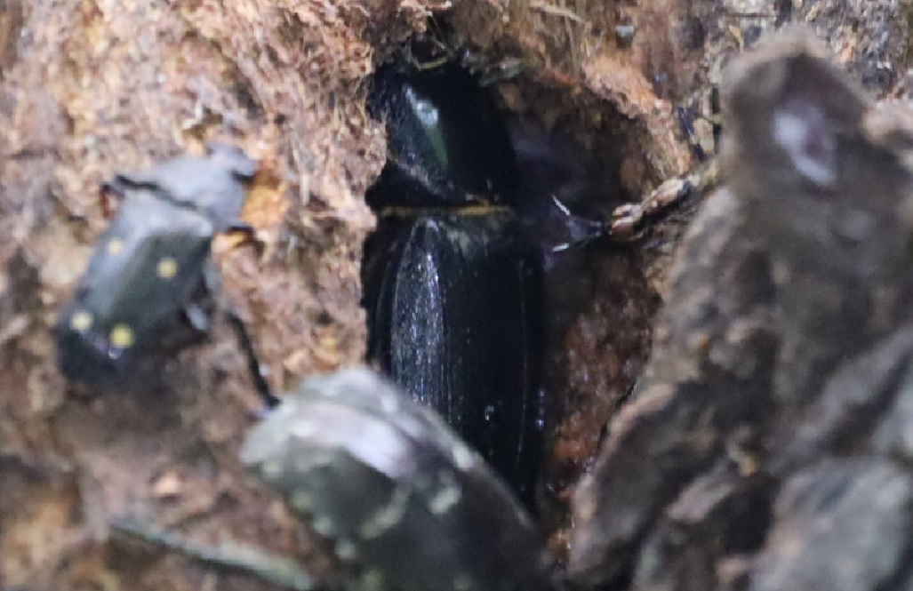 ヒラタクワガタ♀_その他の洞があるヤナギの頭上の洞－ヤナギ林_2023年6月19日9時40分気温24.7度