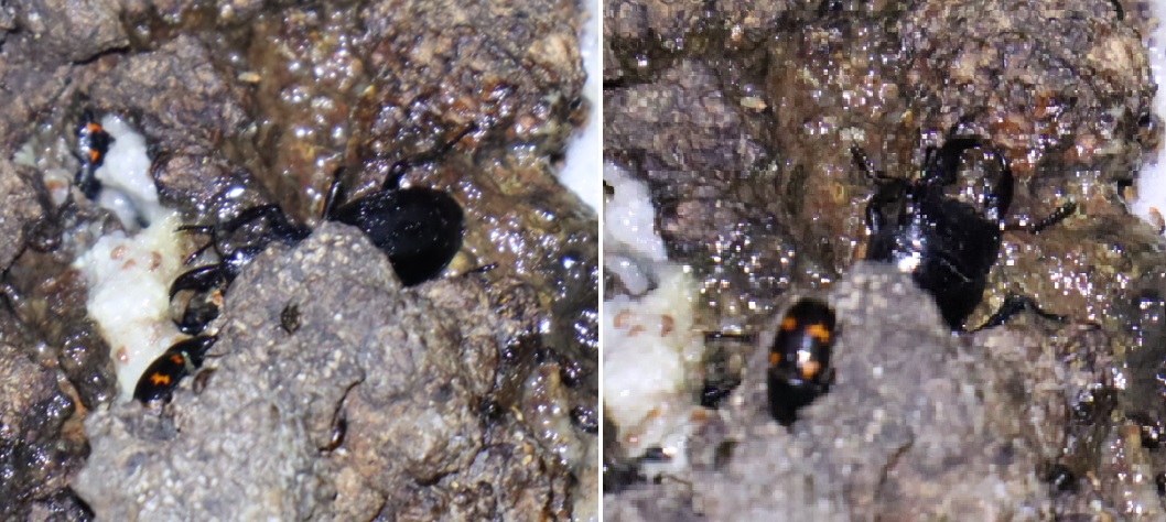 ヒラタクワガタ♂32mmぐらい_団地前のクヌギ_2023年7月11日19時30分気温29.5度