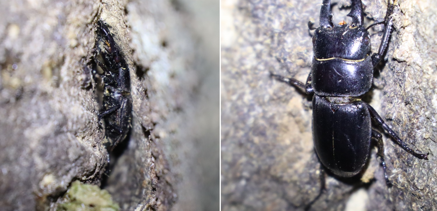 ヒラタクワガタ♂35mmぐらい_シラカシ_2023年7月11日19時50分気温30.6度