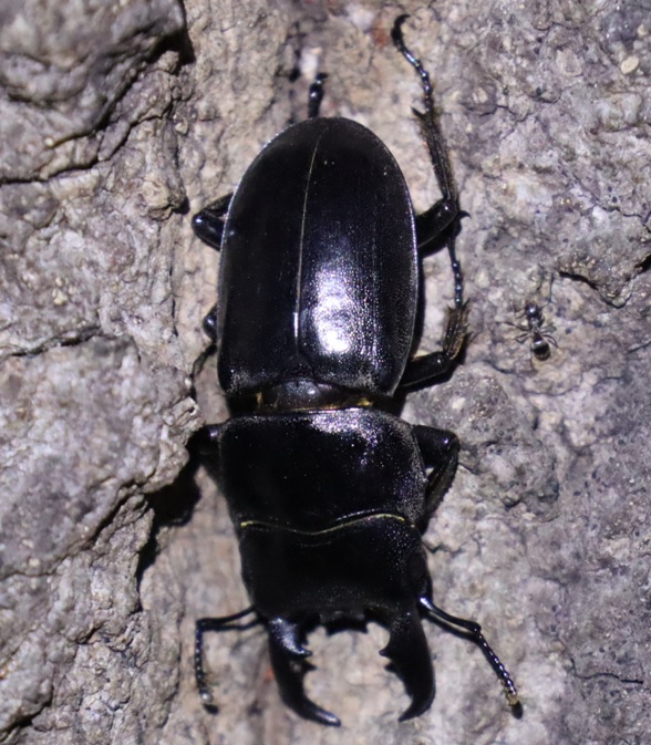 ヒラタクワガタ♂36mm_洞の周囲-団地前のクヌギ_2023年6月26日19時20分気温25.2度
