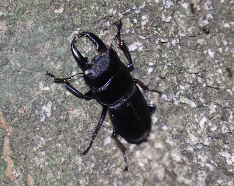 ヒラタクワガタ♂37mm_シラカシ_2023年6月26日19時20分気温25.2度