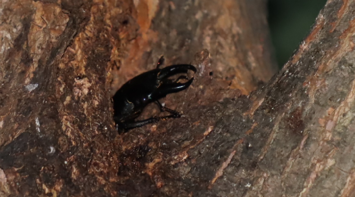 ヒラタクワガタ♂_頭上の洞－その他の洞があるヤナギ－ヤナギ林_2023年6月26日19時45分気温24.8度