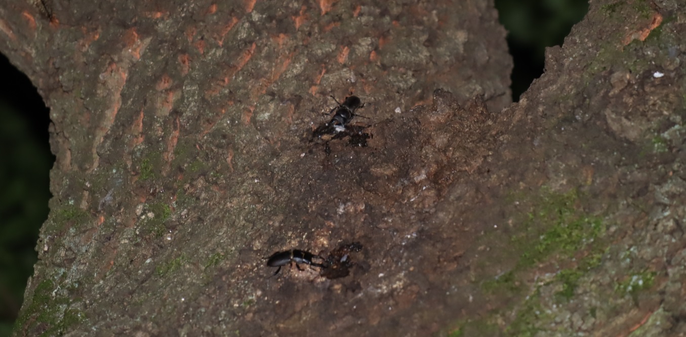 ヒラタクワガタ♂、コクワガタ♂_団地前のクヌギ_2023年6月21日20時気温21.2度