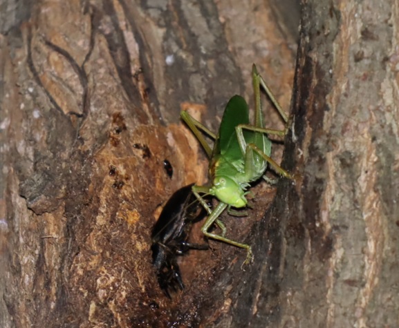 ヒラタクワガタ♂、ヤブキリ♀_その他の洞があるヤナギ-ヤナギ林_2023年6月20日20時10分気温21.2度