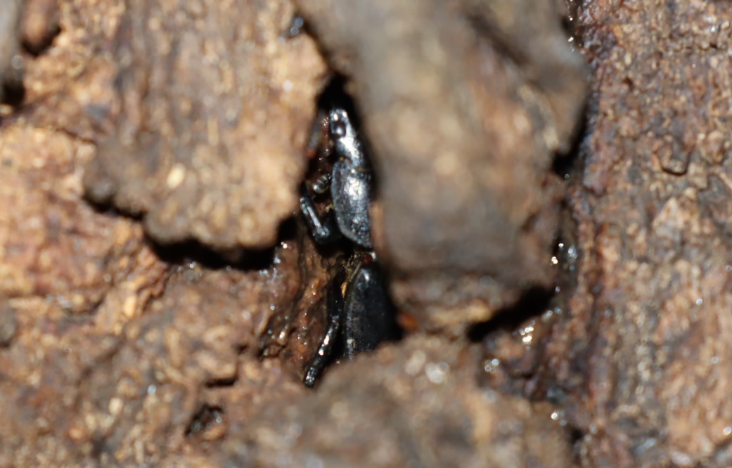 ヒラタクワガタ♂２匹目（アングル2）樹皮下_団地前のクヌギ_2023年6月21日20時気温21.2度