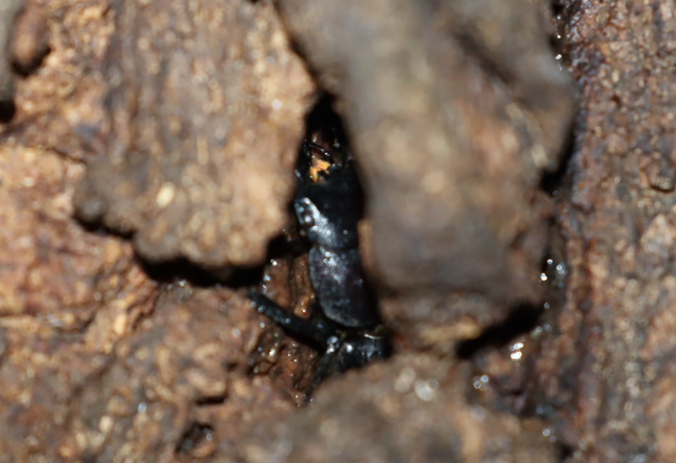 ヒラタクワガタ♂２匹目（アングル3）樹皮下_団地前のクヌギ_2023年6月21日20時気温21.2度