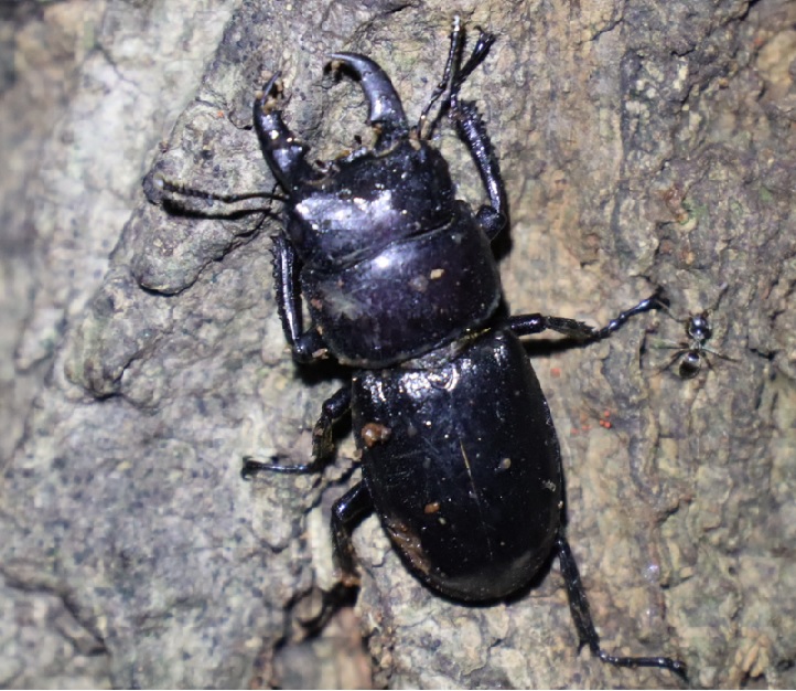 ヒラタクワガタ♂２匹目（アングル4）樹皮下_団地前のクヌギ_2023年6月21日20時気温21.2度