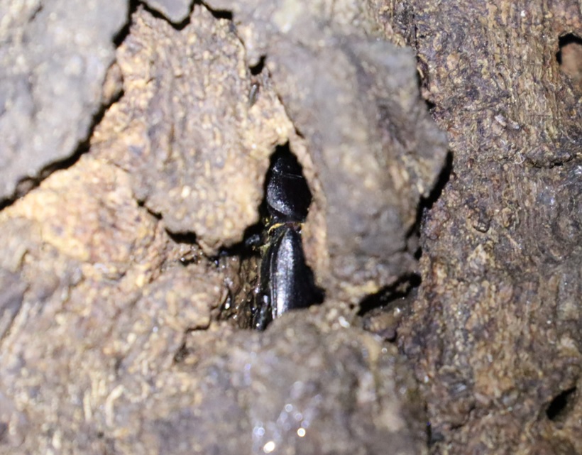 ヒラタクワガタ♂２匹目（アングル１）樹皮下_団地前のクヌギ_2023年6月21日20時気温21.2度