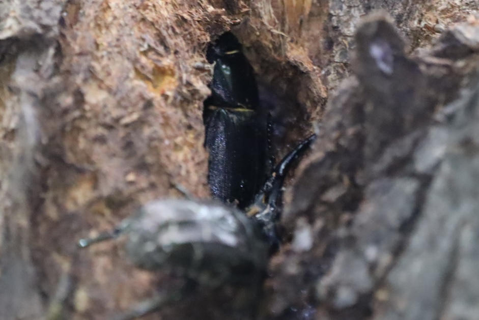 ヒラタクワガタのペア（アングル2）_その他の洞があるヤナギの頭上の洞－ヤナギ林_2023年6月19日9時40分気温24.7度