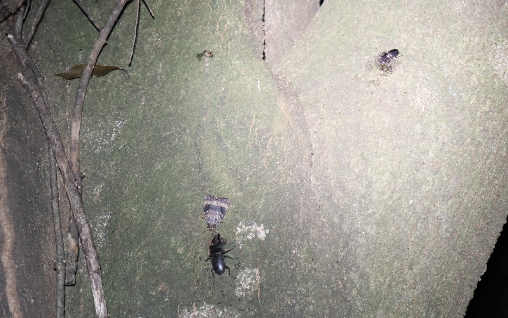 ヒラタクワガタ２♂_シラカシ_2023年6月20日19時55分気温21.2度