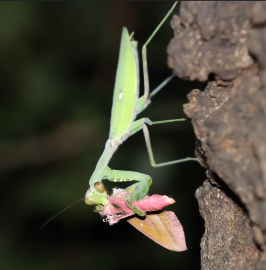 ベニススメを捕食するハラビロカマキリ_団地前のクヌギ_2023年8月16日19時20分気温27度