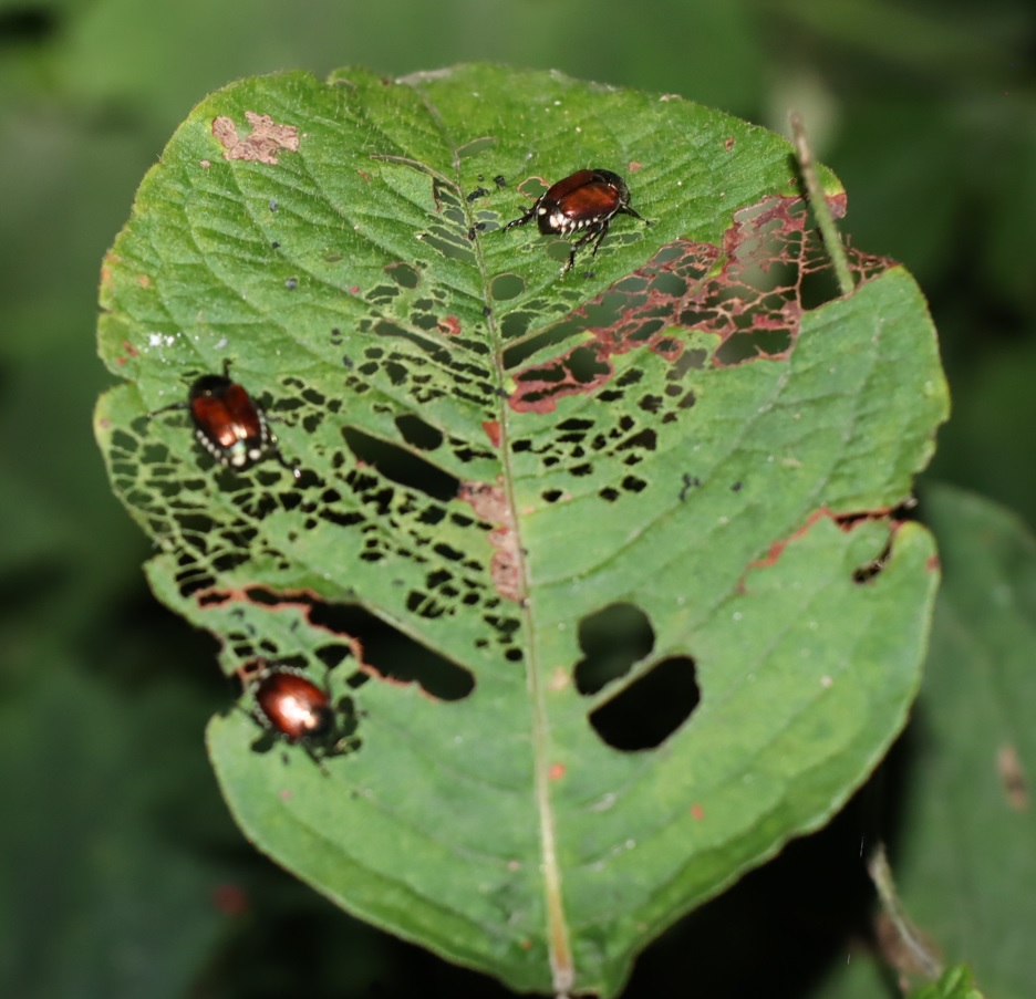 マメコガネ_クツワムシのホットスポット_2023年8月18日19時25分気温29.6度