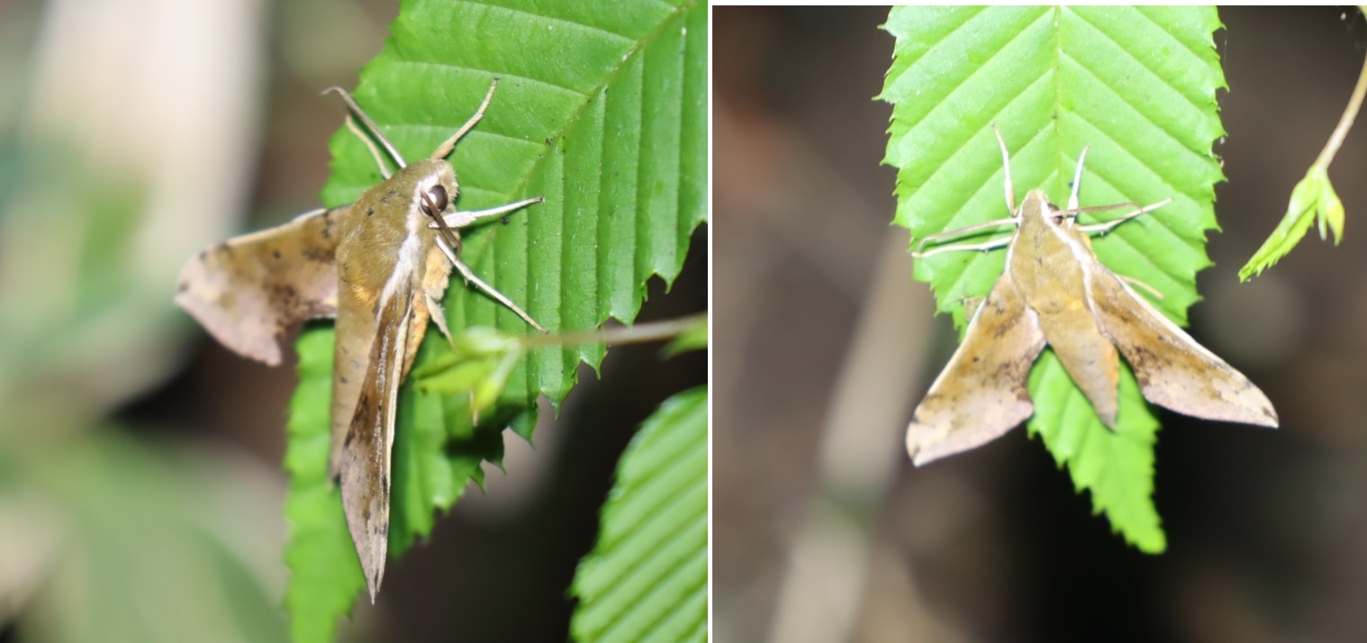 ミスジビロードスズメ_ライトウォッチング_標高855m-Ｏ峠_2023年7月20日19時40分気温21度