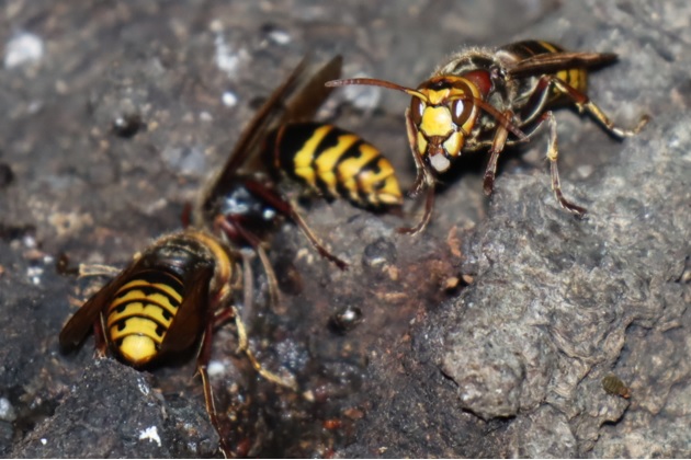 モンススメバチ３匹_団地前のクヌギ_2023年6月29日19時15分気温29.6度