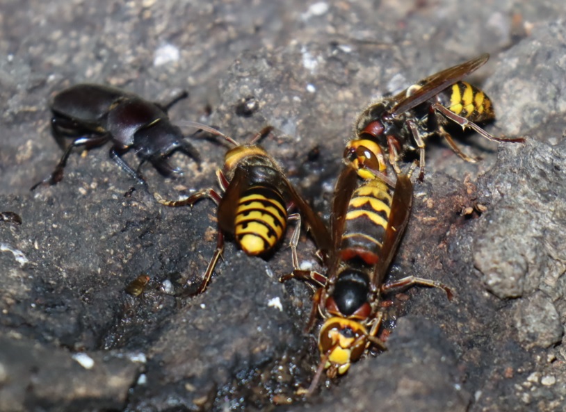 モンススメバチ３匹の集団へコクワガタが攻め入る-1_団地前のクヌギ_2023年6月29日19時15分気温29.6度