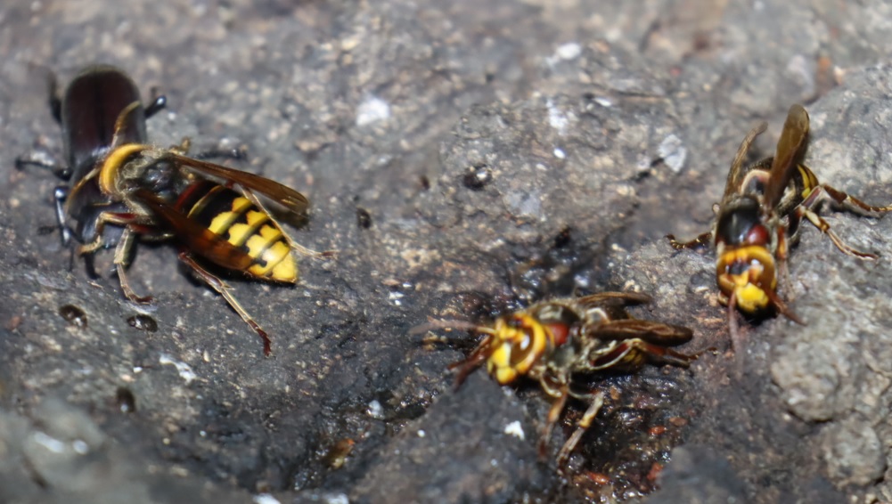 モンススメバチ３匹の集団へコクワガタが攻め入る-2_団地前のクヌギ_2023年6月29日19時15分気温29.6度