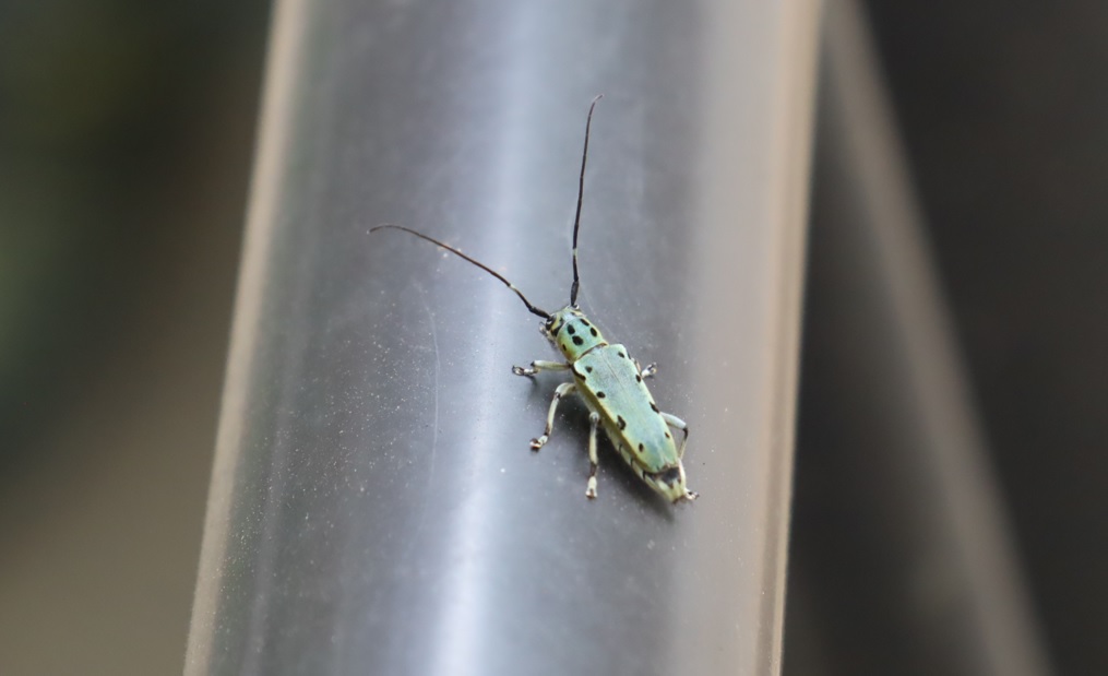 ヤツメカミキリ_昆虫バカセフィールド_2023年6月24日11時10分気温27度