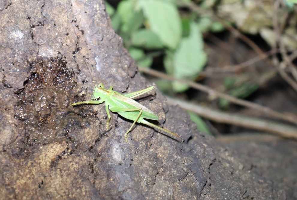 ヤブキリ♀_団地前のクヌギ_2023年8月3日19時25分気温29度