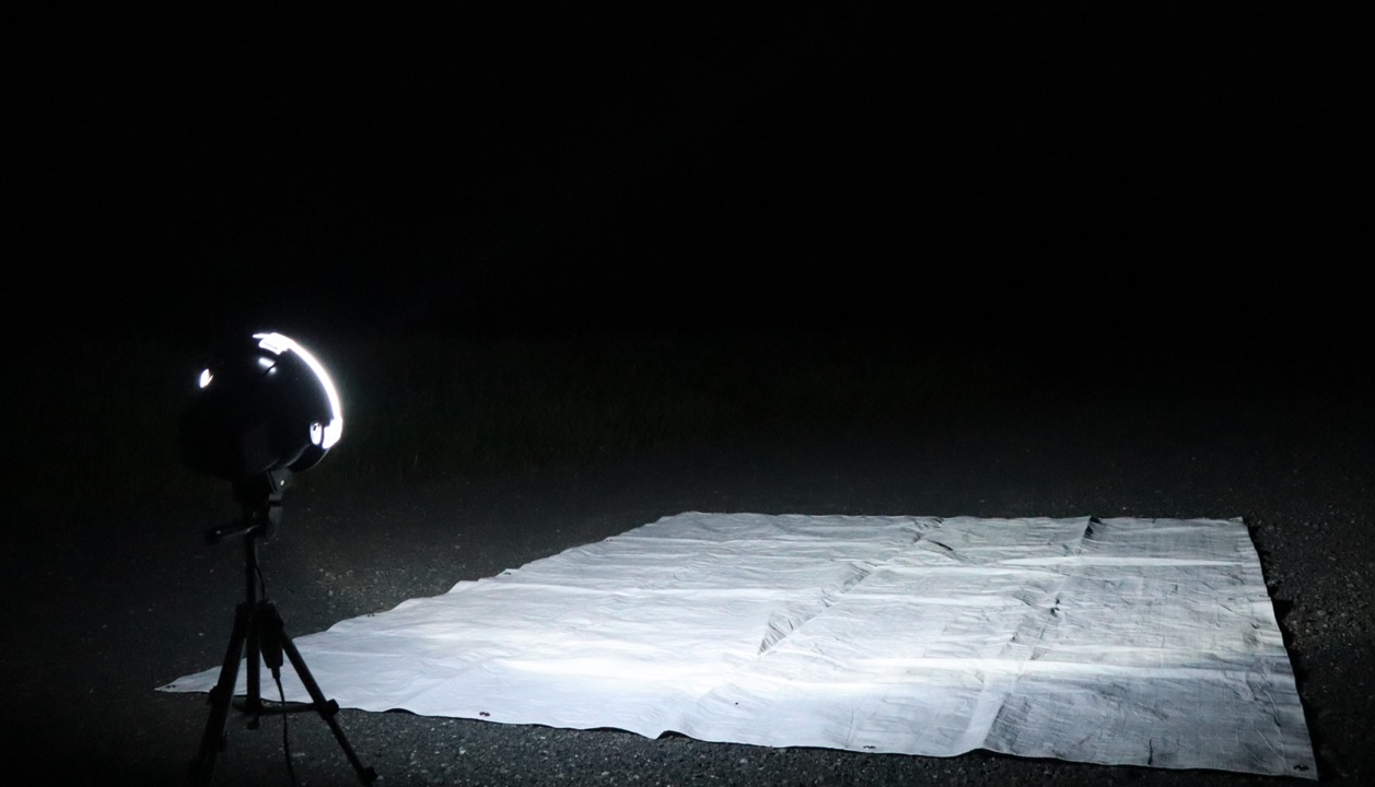 ライトウォッチング_クツワムシの棲む森_2023年8月25日19時30分気温28.0度