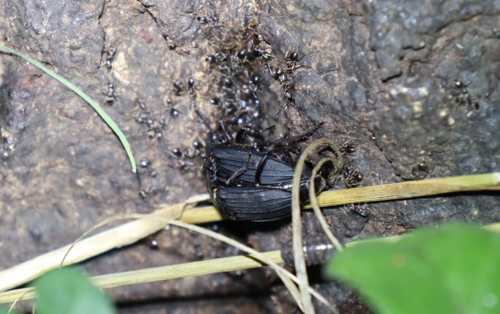 交尾中のヒラタシデムシ_団地前のクヌギ_2023年6月21日20時気温21.2度