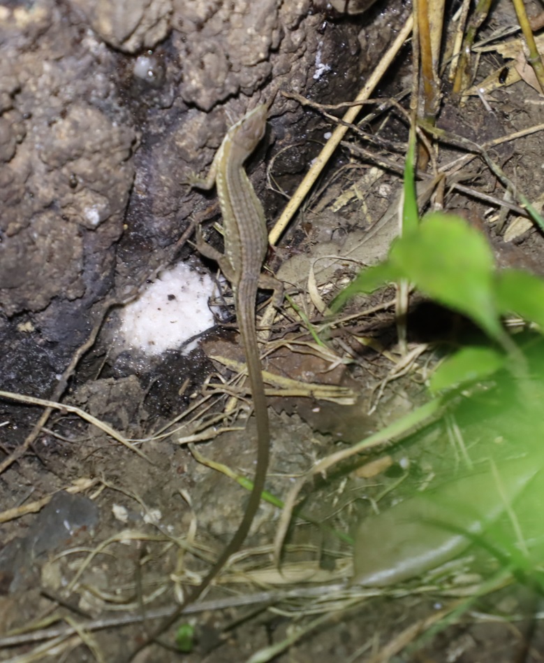 日本カナヘビ_No.3のクヌギｰクヌギ林_2023年8月3日19時30分気温29度