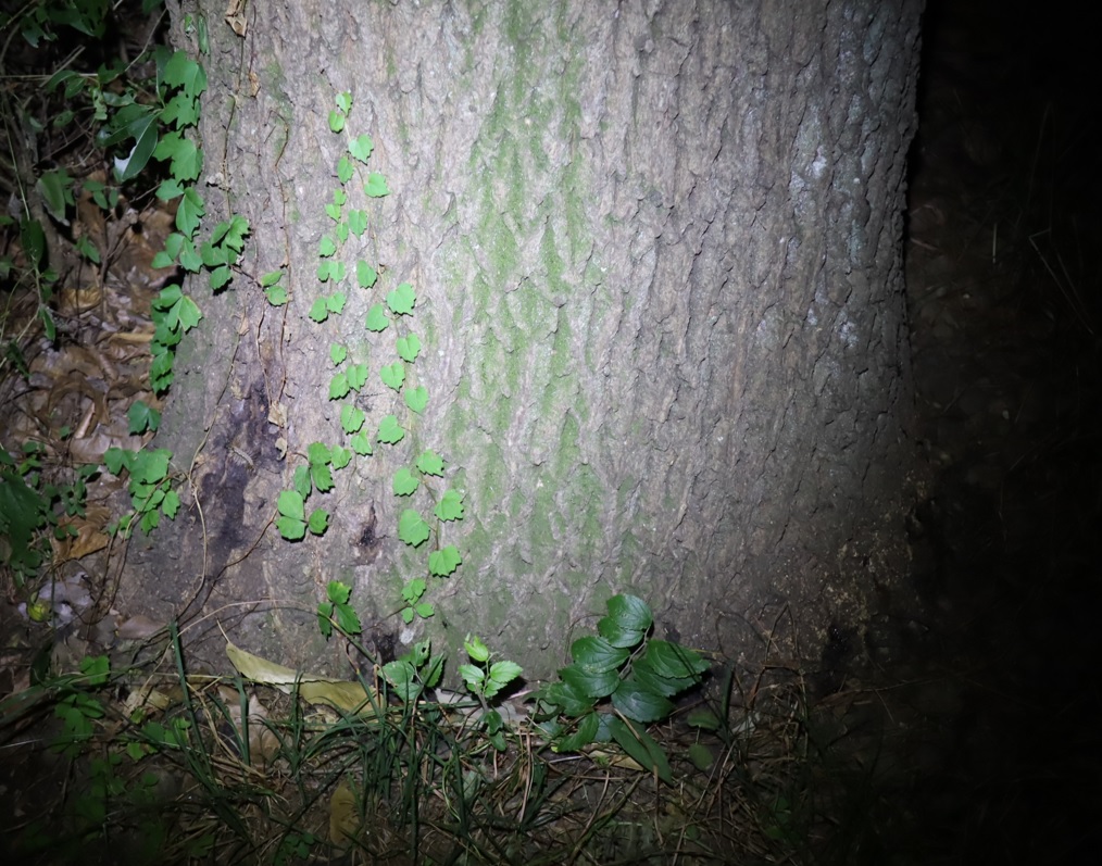 昆虫が消えた_クヌギ-暗い雑木林_2023年8月3日19時40分気温29度