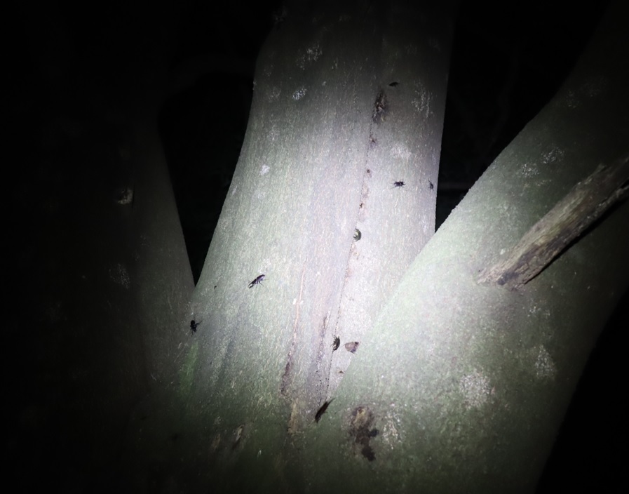 木全体に群れるクワガタ_シラカシ_2023年7月11日19時50分気温30.6度