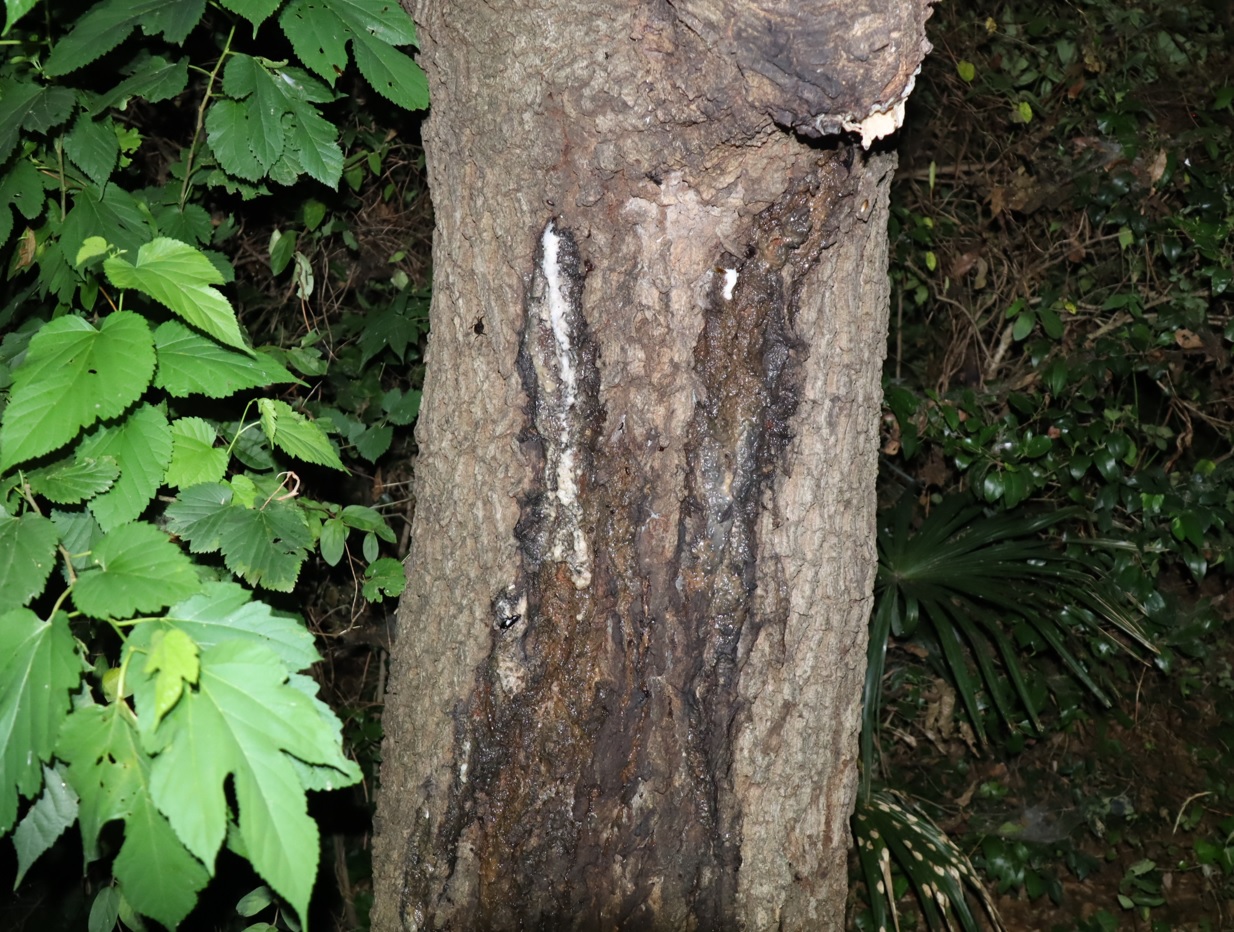 樹液_団地前のクヌギ_2023年6月30日19時35分気温26度
