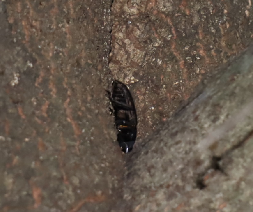 洞に出入りするヒラタクワガタ？_シラカシ_2023年8月28日20時10分気温28.9度