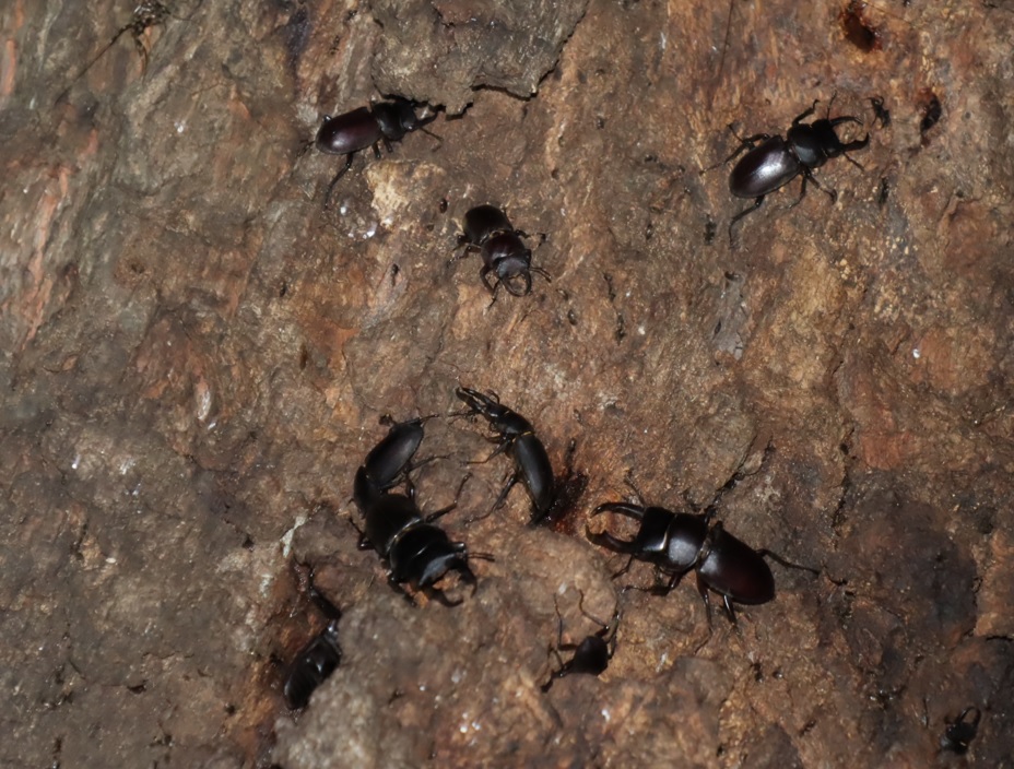 群れるコクワガタ-8匹_団地前のクヌギ_2023年8月28日19時40分気温29.3度