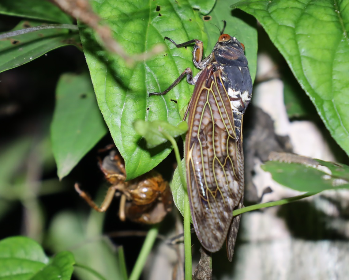 羽化したてのアブラゼミ_クツワムシのホットスポット_2023年8月18日20時30分気温29度