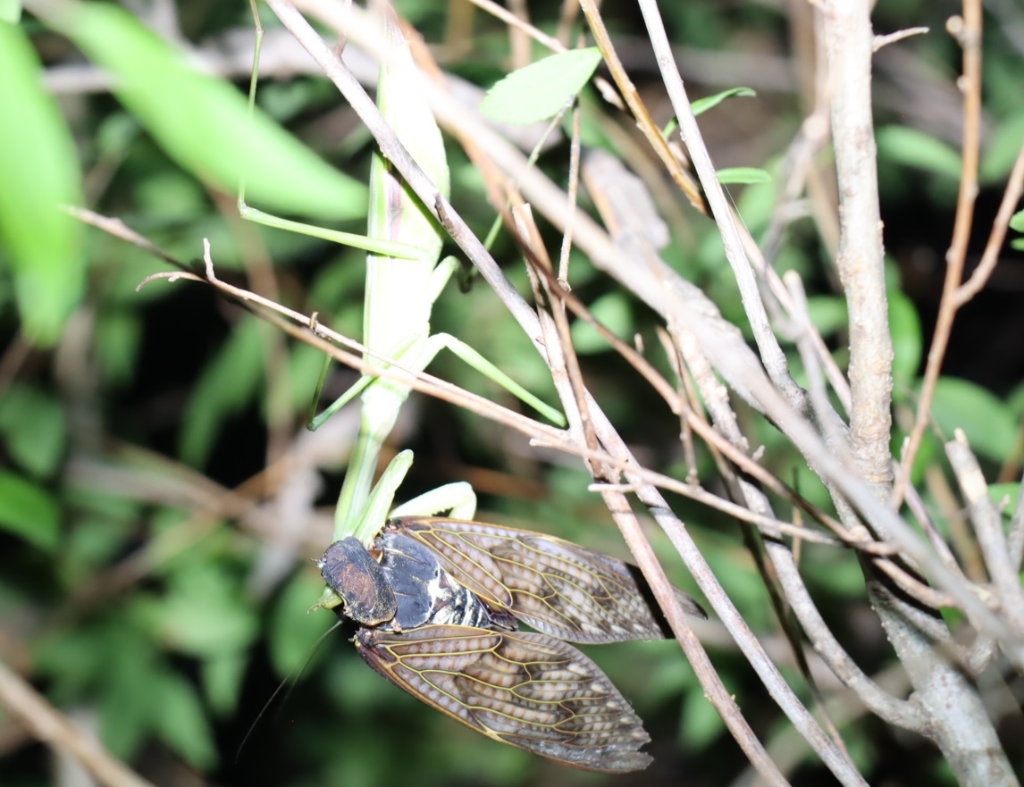 羽化したてのアブラゼミを食べるオオカマキリーヤナギ林近くの藪_2023年8月10日19時55分気温29度