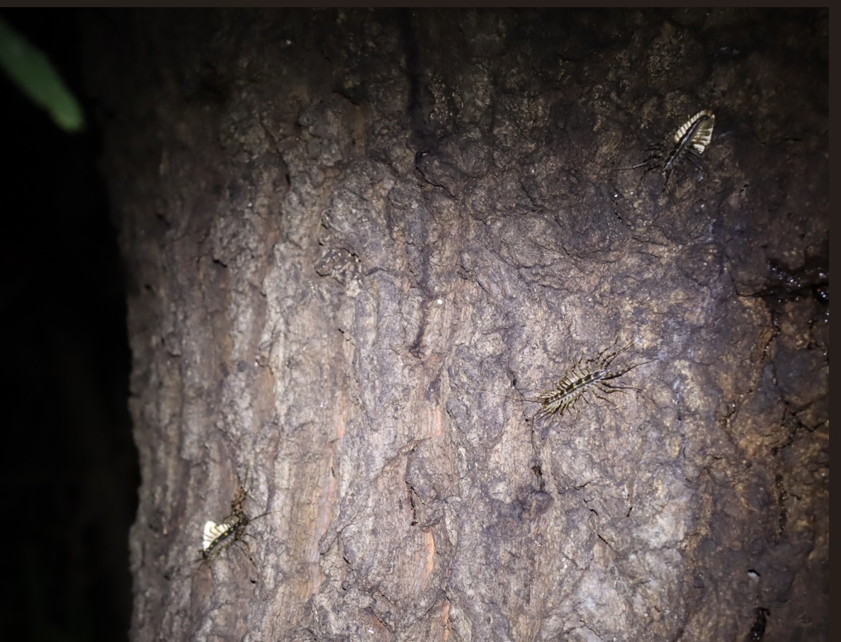 蛾を捕食する2組のゲジ_団地前のクヌギ_2023年8月12日20時気温29.1度