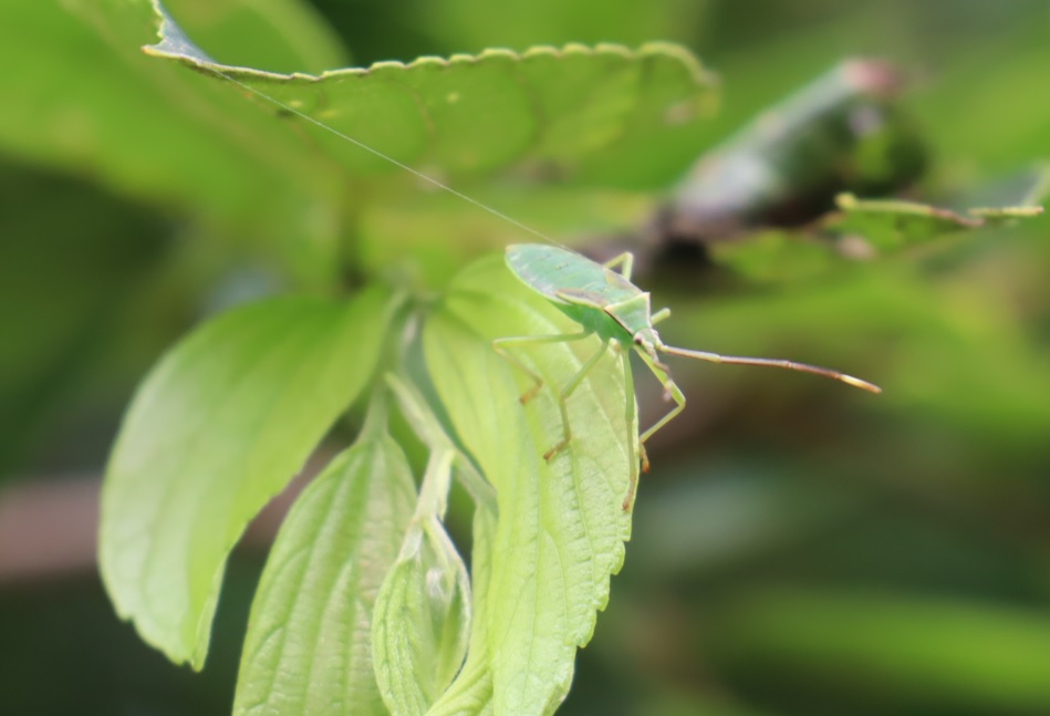 黄緑色のカメムシの幼虫_昆虫バカセフィールド_2023年6月24日9時50分気温25.1度