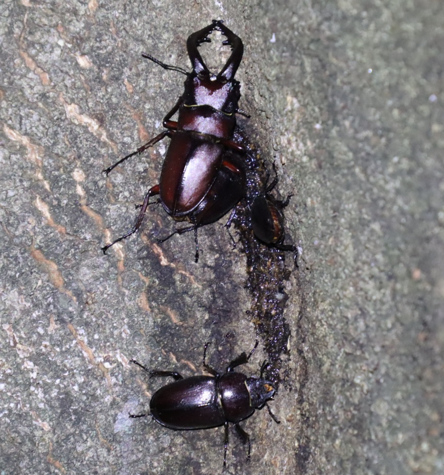 １箇所目（正面)_ノコギリクワガタ1♂3♀_シラカシ_2023年7月4日19時55分気温25.5度