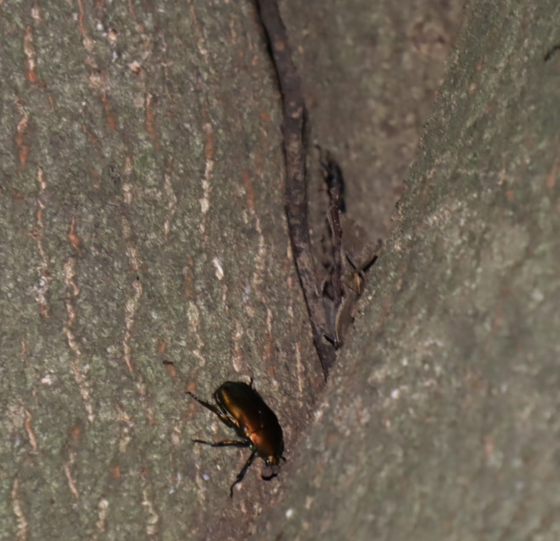 １箇所目（正面-上の幹分かれした隙間)_コクワガタ1♀、カナブン_シラカシ_2023年7月4日19時55分気温25.5度