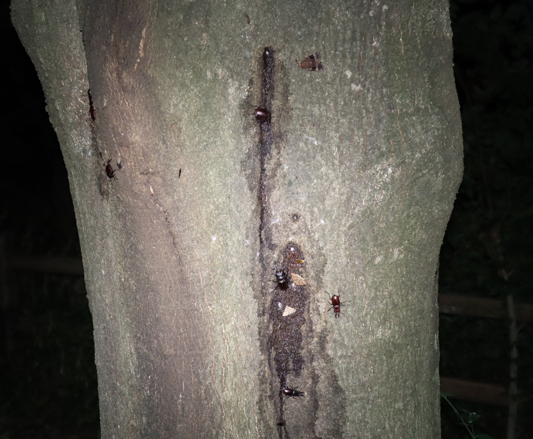 ２箇所目（右側面広角)_ノコギリクワガタ4♂1♀_シラカシ_2023年7月4日19時55分気温25.5度