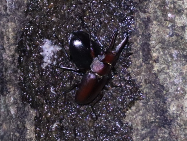 ２箇所目（右側面ｰペア拡大)_ノコギリクワガタペア_シラカシ_2023年7月4日19時55分気温25.5度