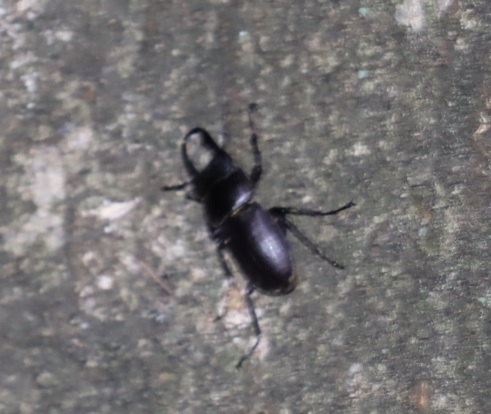 ２箇所目（右側面ｰ幹の上部)_徘徊するコクワガタ♂_シラカシ_2023年7月4日19時55分気温25.5度