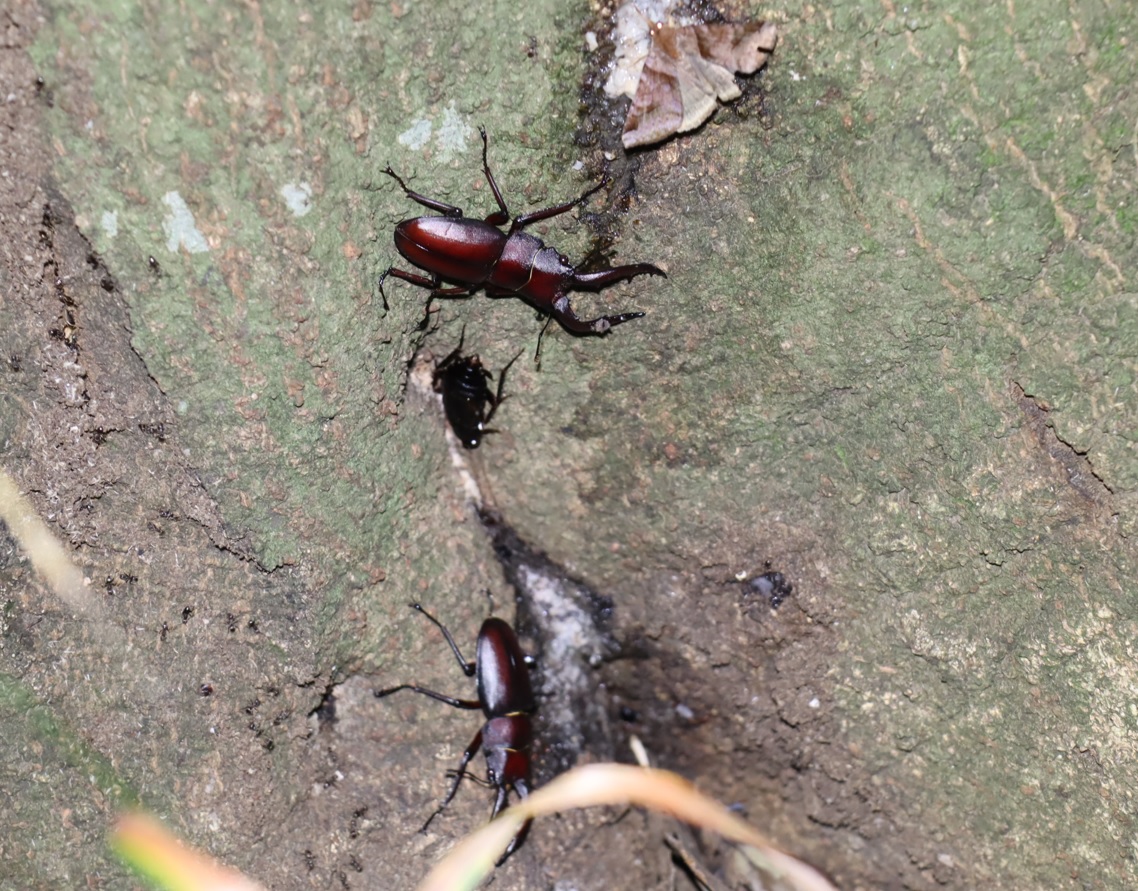 ３箇所目（右側面-根元)_ノコギリクワガタ2♂_シラカシ_2023年7月4日19時55分気温25.5度