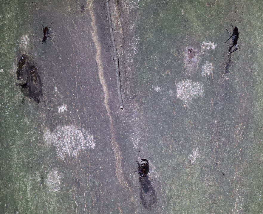 ４箇所目（背面ｰ目線)_ノコギリクワガタ3♂1♀、コクワガタ1♂_シラカシ_2023年7月4日19時55分気温25.5度